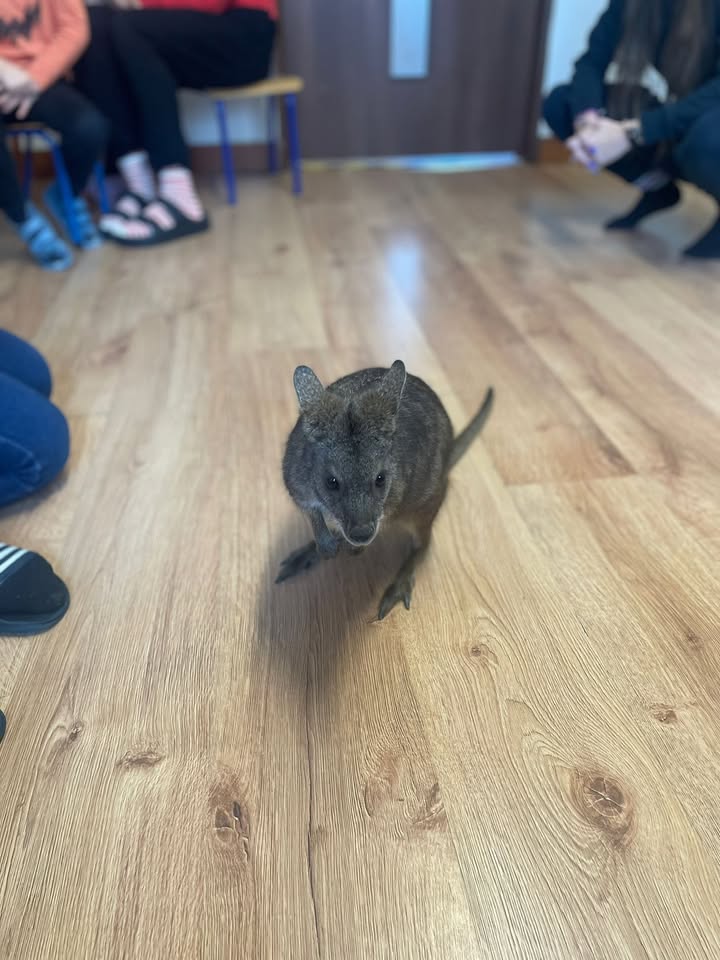 Niepubliczny Punkt Przedszkolny Mikro Płaszowska